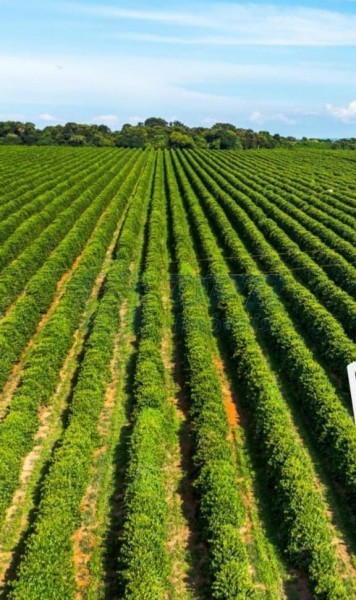 OPB Imóveis | Imobiliária em Ribeirão Preto | SP - Fazenda - RURAL - LUMINARIAS