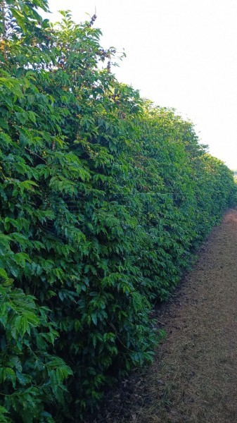 OPB Imóveis | Imobiliária em Ribeirão Preto | SP - Fazenda - RURAL - LUMINARIAS