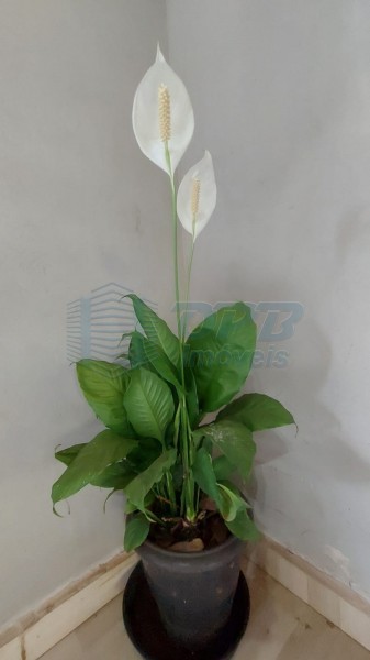 OPB Imóveis | Imobiliária em Ribeirão Preto | SP - Rancho - RURAL - JURUCE