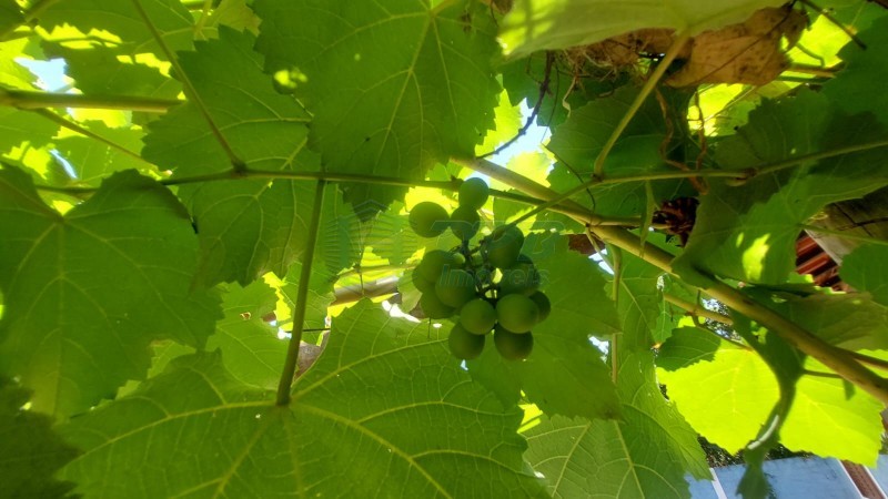 OPB Imóveis | Imobiliária em Ribeirão Preto | SP - Rancho - RURAL - JURUCE