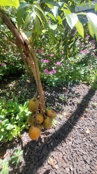 OPB Imóveis | Imobiliária em Ribeirão Preto | SP - Rancho - RURAL - JURUCE