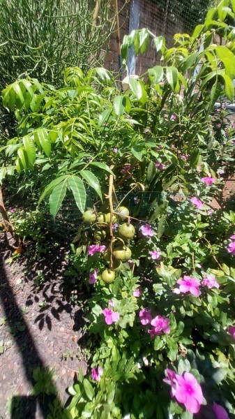 OPB Imóveis | Imobiliária em Ribeirão Preto | SP - Rancho - RURAL - JURUCE