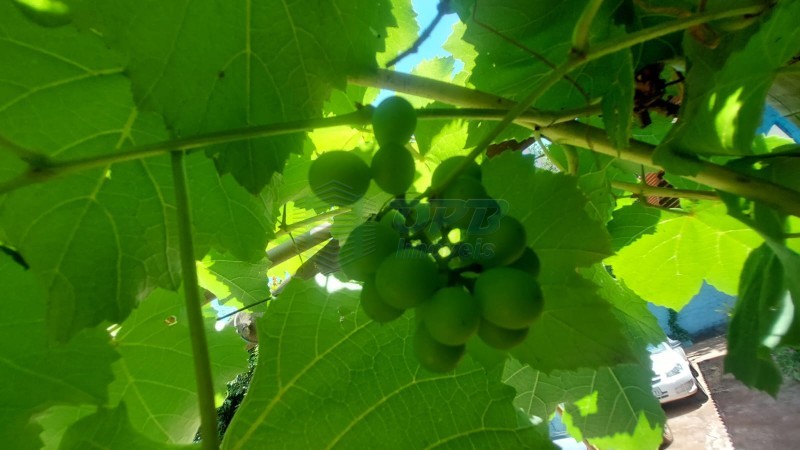 OPB Imóveis | Imobiliária em Ribeirão Preto | SP - Rancho - RURAL - JURUCE