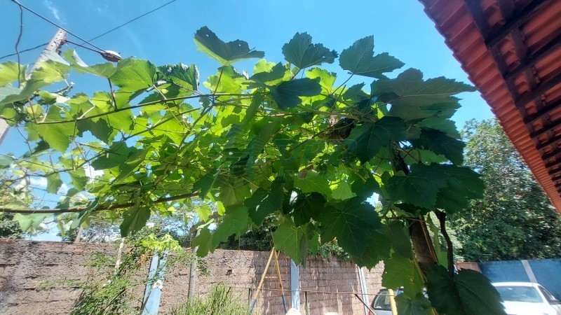 OPB Imóveis | Imobiliária em Ribeirão Preto | SP - Rancho - RURAL - JURUCE