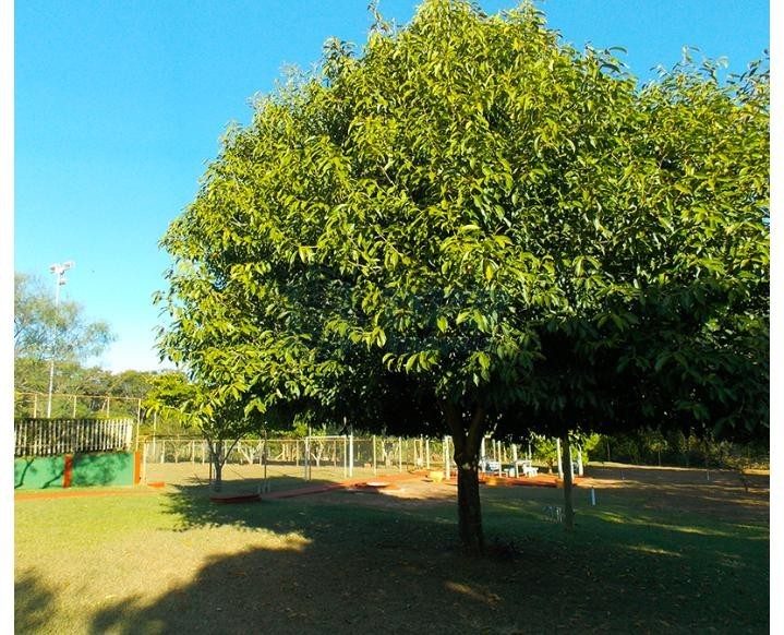 OPB Imóveis | Imobiliária em Ribeirão Preto | SP - Rancho - RURAL - ALTINOPOLIS