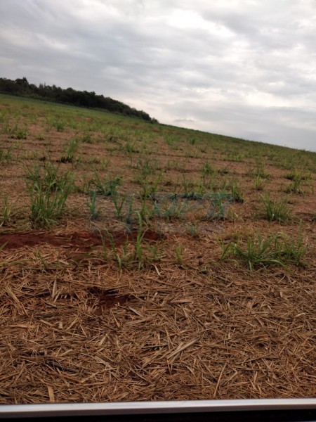 OPB Imóveis | Imobiliária em Ribeirão Preto | SP - Fazenda - RURAL - MOCOCA