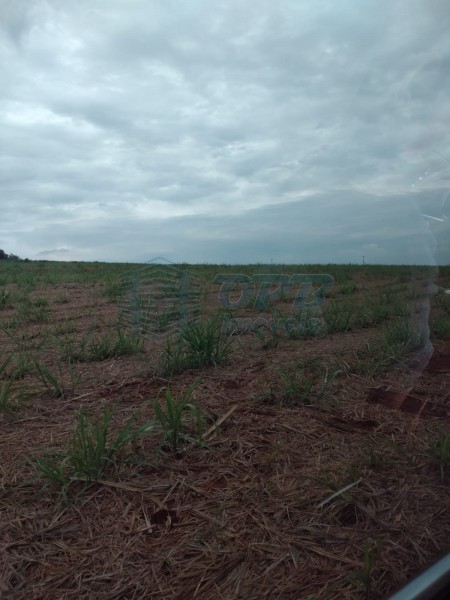 OPB Imóveis | Imobiliária em Ribeirão Preto | SP - Fazenda - RURAL - MOCOCA