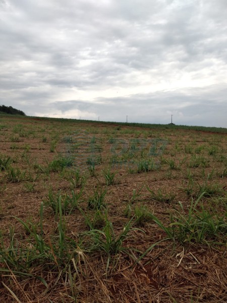 OPB Imóveis | Imobiliária em Ribeirão Preto | SP - Fazenda - RURAL - MOCOCA