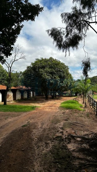 OPB Imóveis | Imobiliária em Ribeirão Preto | SP - Sítio - RURAL - Cajuru