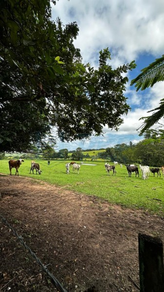 OPB Imóveis | Imobiliária em Ribeirão Preto | SP - Sítio - RURAL - Cajuru