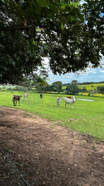 OPB Imóveis | Imobiliária em Ribeirão Preto | SP - Sítio - RURAL - Cajuru