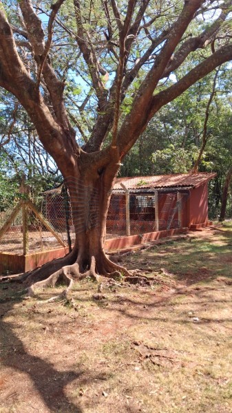 OPB Imóveis | Imobiliária em Ribeirão Preto | SP - Sítio - RURAL - SALES OLIVEIRA 