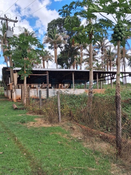 OPB Imóveis | Imobiliária em Ribeirão Preto | SP - Sítio - RURAL - SALES OLIVEIRA 